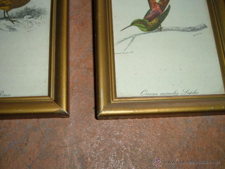 Arte: Pareja de laminas de pajaros - Foto 2