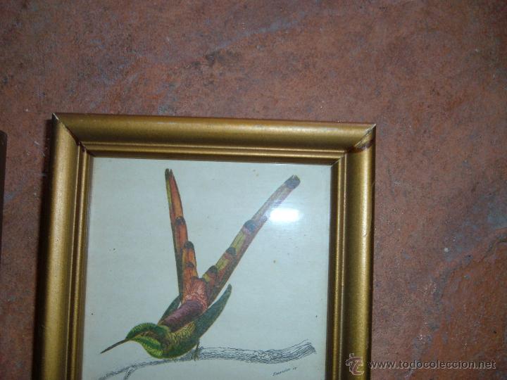 Arte: Pareja de laminas de pajaros - Foto 3
