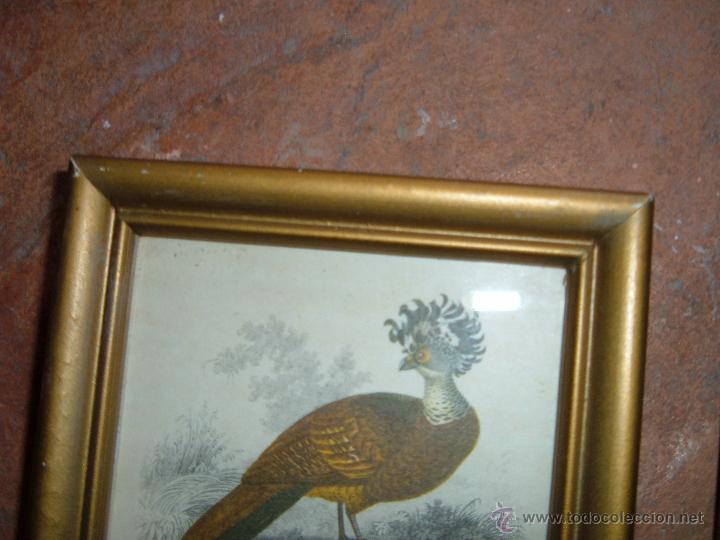 Arte: Pareja de laminas de pajaros - Foto 4