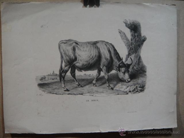 Arte: le boeuf - l. chesvy - litografia de gobert et tirot