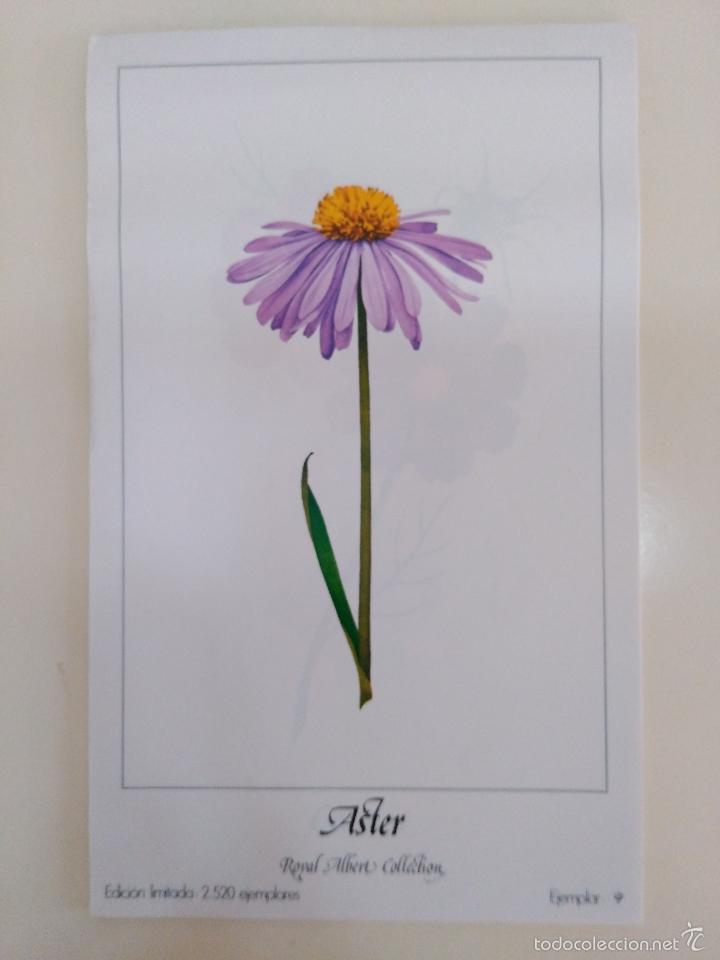 Arte: l&aacute;mina # 9 de Albert Royal Collection. Aster. - Foto 1