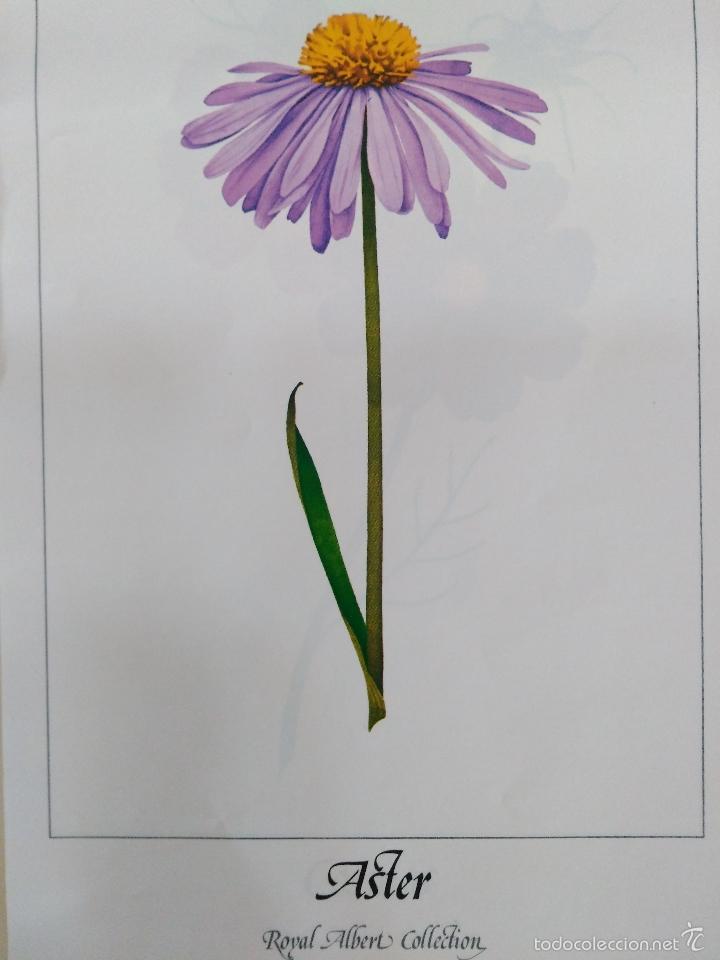 Arte: l&aacute;mina # 9 de Albert Royal Collection. Aster. - Foto 2