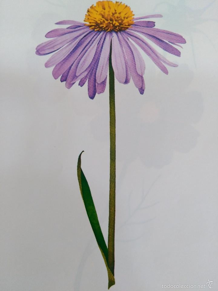 Arte: l&aacute;mina # 9 de Albert Royal Collection. Aster. - Foto 3