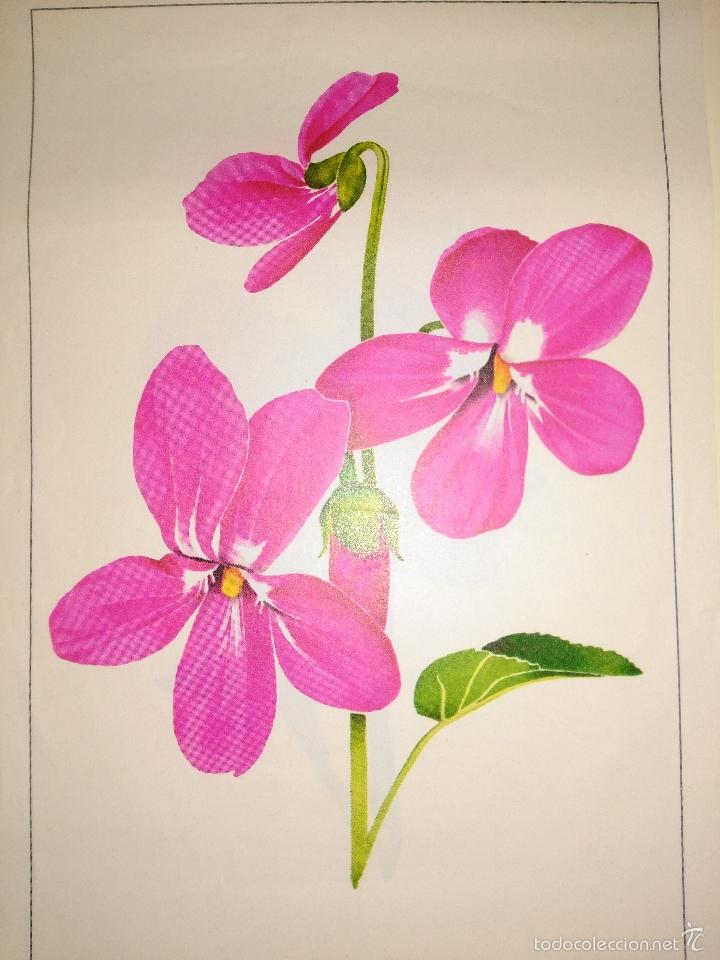Arte: l&aacute;mina # 2 de Albert Royal Collection. Violeta. - Foto 3
