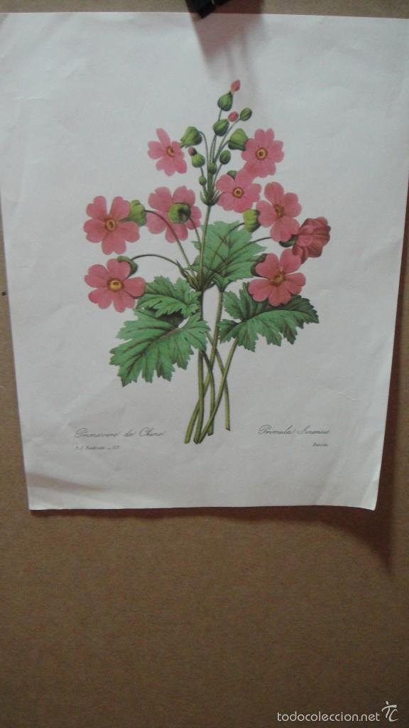 Art: 5 litografias de botanica