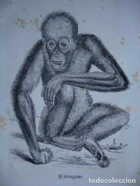 Arte: ORANGUTAN  PRIMATES.GRABADO DE 18X12.A&Ntilde;O 1820