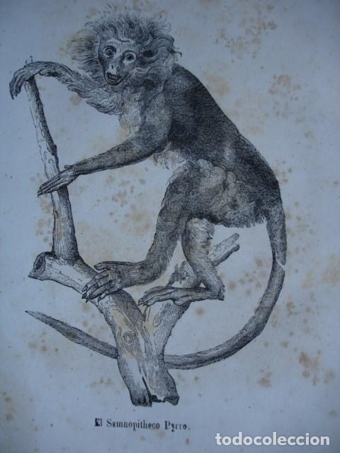 Arte: SEMNOPITHECO PYRRO PRIMATES.GRABADO DE 18X12.A&Ntilde;O 1820