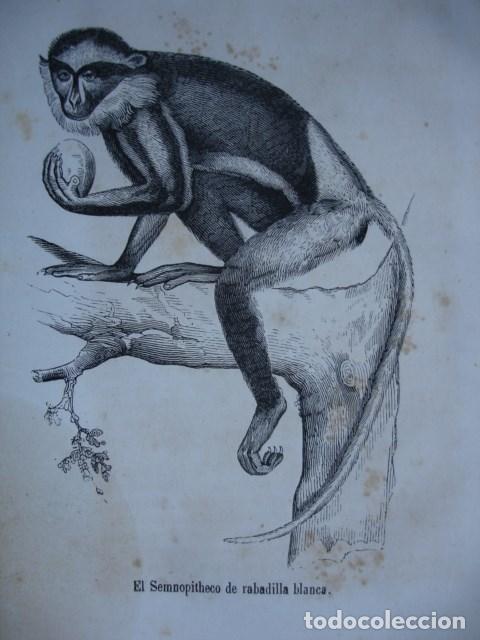 Arte: SEMNOPITHECO DE RABADILLA BLANCA  PRIMATES.GRABADO DE 18X12.A&Ntilde;O 1820