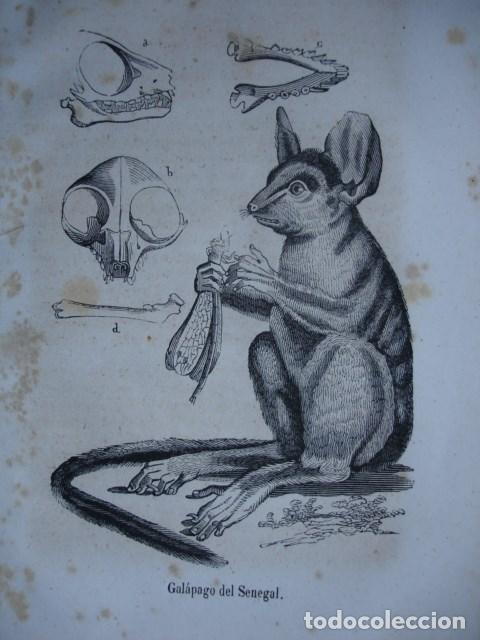 Arte: GALAPAGO DE SENEGAL .GRABADO DE 18X12.A&Ntilde;O 1820