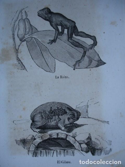 Arte: LA RAINA EL GIBOSO .RANA  .GRABADO DE 18X12.A&Ntilde;O 1820