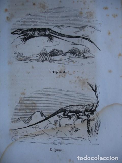 Arte: EL TUPINAMBIS,EL IGUANA .REPTILES .GRABADO DE 18X12.A&Ntilde;O 1820