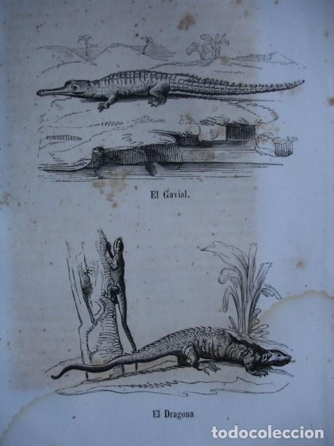 Arte: EL GAVIAL, EL DRAGONA  .REPTILES .GRABADO DE 18X12.A&Ntilde;O 1820