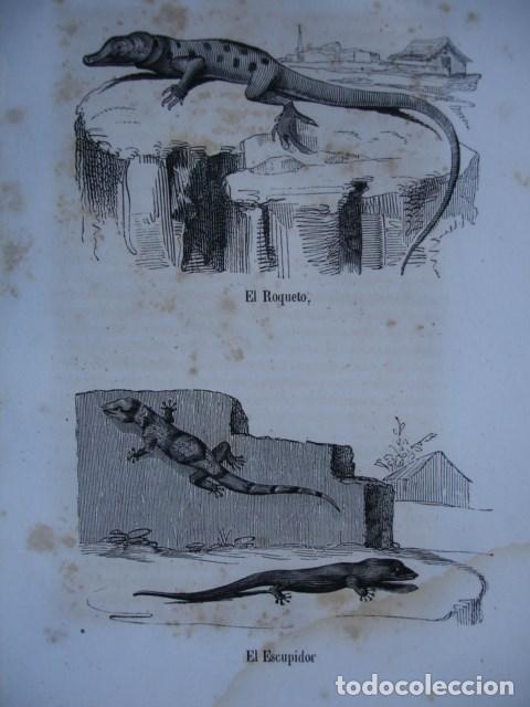 Arte: EL ROQUETO,EL ESCUPIDOR  .REPTILES .GRABADO DE 18X12.A&Ntilde;O 1820