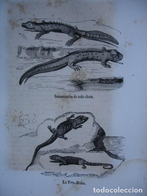 Arte: SALAMADRA DE COLA CHATA.LA TRES DEDOS .REPTILES .GRABADO DE 18X12.A&Ntilde;O 1820
