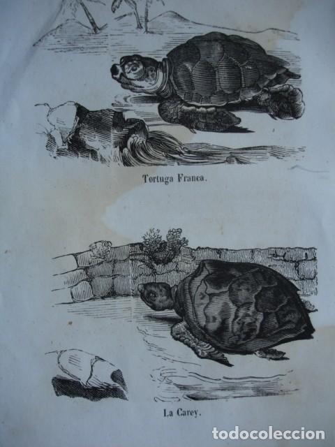 Arte: TORTUGAS FRANCA - LA CAREY. A&Ntilde;O 1848