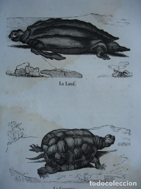Arte: TORTUGAS  LA LAUD - LA CENAGOSA. A&Ntilde;O 1848