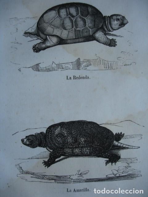 Art: TORTUGAS LA REDONDA - LA AMARILLA. A&Ntilde;O 1848