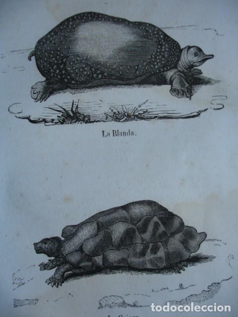 Arte: TORTUGAS LA BLANDA -LA GRIEGA. A&Ntilde;O 1848