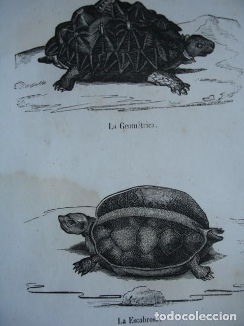 Arte: TORTUGAS LA GEOMETRICA-LA ESCABROSA. A&Ntilde;O 1848