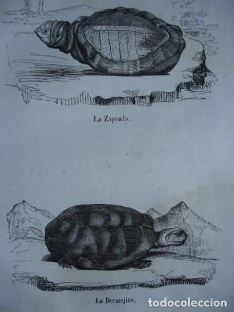 Arte: TORTUGAS LA ZAPEADA -LA BERMEJIZA . A&Ntilde;O 1848