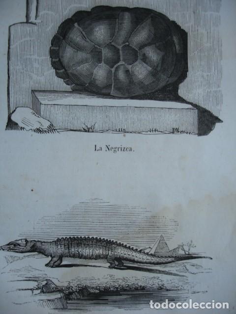 Arte: TORTUGAS LA NEGRIZCA -EL COCODRILO . A&Ntilde;O 1848