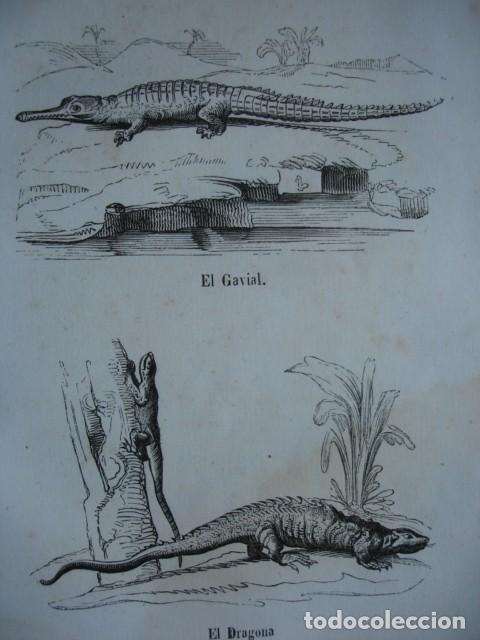 Arte: LAGARTOS EL GAVIAL EL DRAGONA . A&Ntilde;O 1848