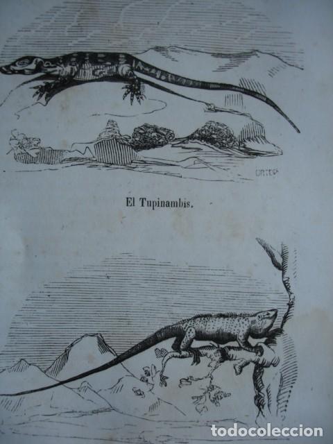 Arte: LAGARTOS EL TUPINAMBIS EL IGUANA  . A&Ntilde;O 1848