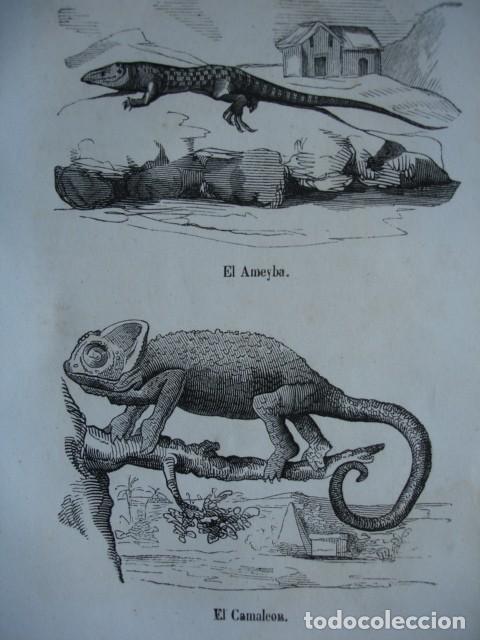 Arte: LAGARTOS EL AMEIVA EL CAMALEON . A&Ntilde;O 1848