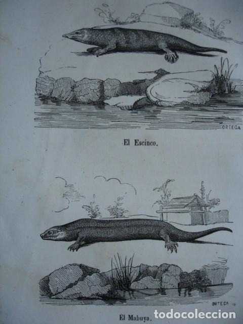 Arte: LAGARTOS EL ESCINCO EL MABUYA  . A&Ntilde;O 1848