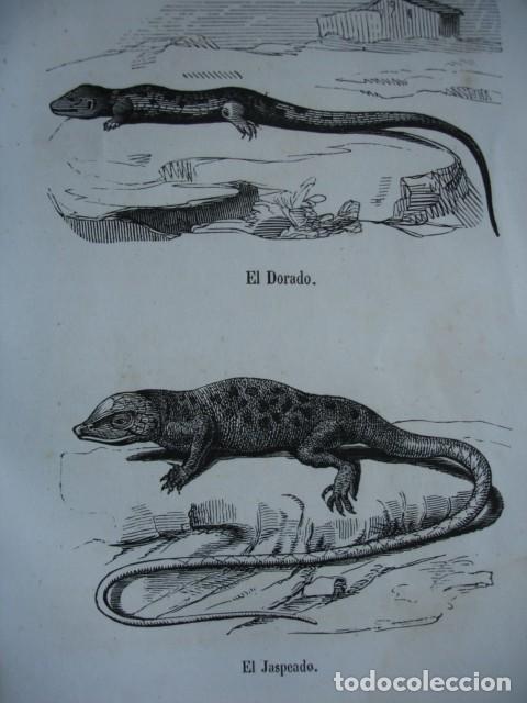 Arte: LAGARTOS ELDORADO EL JASPEADO.ZOOLOGIA  . A&Ntilde;O 1848
