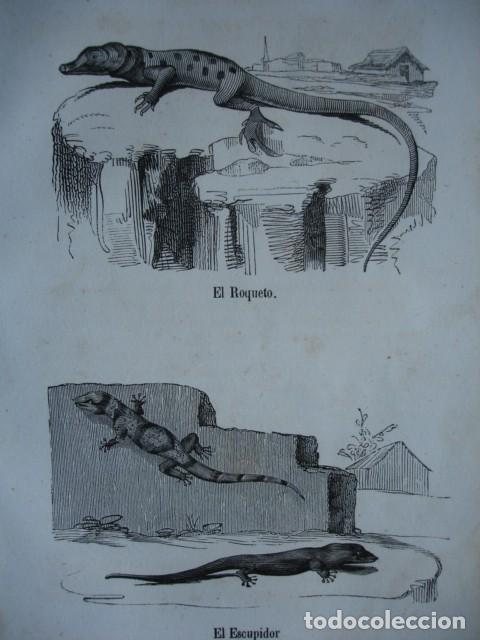Arte: LAGARTOS EL ROQUETO EL ESCUPIDOR .ZOOLOGIA . A&Ntilde;O 1848