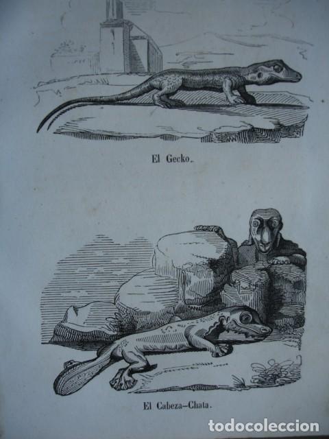 Arte: LAGARTOS EL GECKO EL CABEZA CHATA  .ZOOLOGIA . A&Ntilde;O 1848