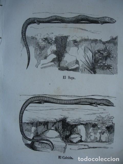 Arte: LAGARTOS EL SEPSEL EL CALCIDE  .ZOOLOGIA . A&Ntilde;O 1848