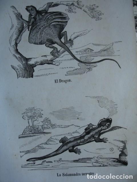 Arte: LAGARTOS EL DRAGON .LA SALAMANDRA TERESTRE  .ZOOLOGIA . A&Ntilde;O 1848