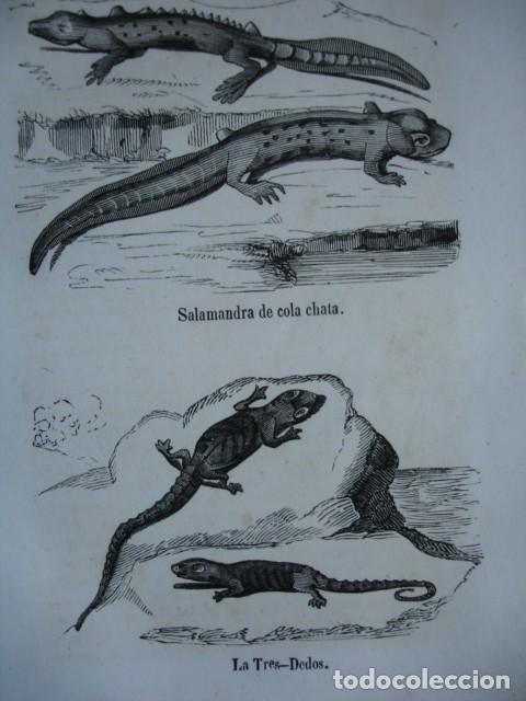 Arte: LA SALAMANDRA DE COLA CHATA , LA TRES DEDOS  .ZOOLOGIA . A&Ntilde;O 1848