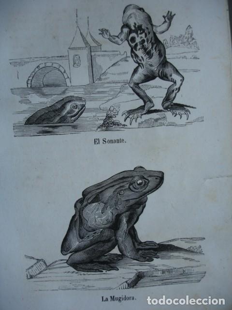Arte: RANAS LA SONANTE LA MUGIDORA .ZOOLOGIA . A&Ntilde;O 1848