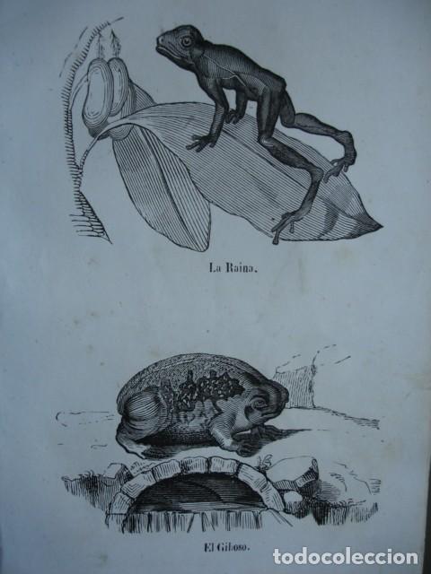 Arte: RANAS LA REINA EL GIBOSO  .ZOOLOGIA . A&Ntilde;O 1848