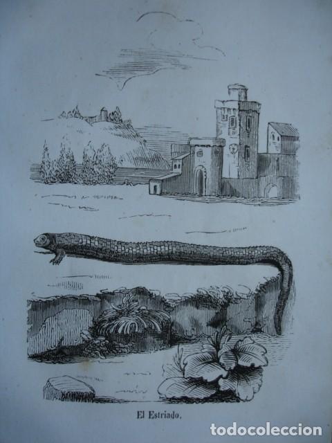 Arte: RANAS  EL ESTRIADO .ZOOLOGIA . A&Ntilde;O 1848