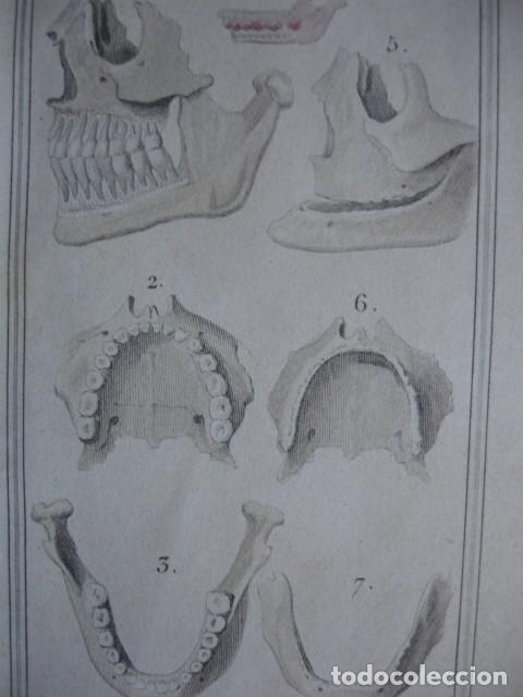 Arte: MANDIBULAS HUMANAS  ODONTOLOGIA  .COLOREADO A MANO . A&Ntilde;O 1848
