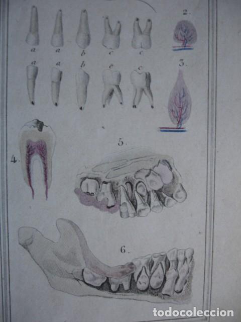 Arte: DIENTES  ODONTOLOGIA .COLOREADO A MANO . A&Ntilde;O 1848