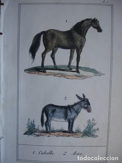 Arte: CABALLO ASNO BURRO ZOOLOGIA  .COLOREADO A MANO . A&Ntilde;O 1848