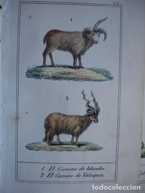 Arte: CARNERO DE ISLANDIA CARNERO DE VALAQUIA  ZOOLOGIA .COLOREADO A MANO . A&Ntilde;O 1848