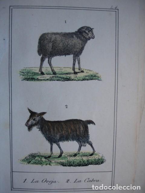 Arte: OVEJA CABRA  ZOOLOGIA .COLOREADO A MANO . A&Ntilde;O 1848