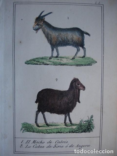 Arte: MACHO CABRIO CABRA DE SIRIA O ANGORA  ZOOLOGIA .COLOREADO A MANO . A&Ntilde;O 1848