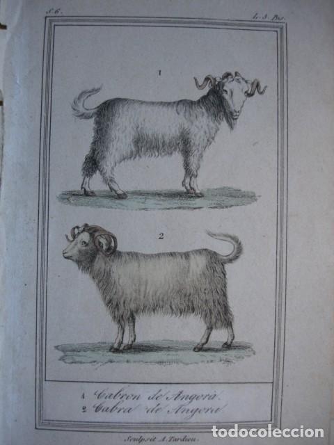 Arte: CABRON DE ANGORA CABRA DE ANGORA  ZOOLOGIA .COLOREADO A MANO . A&Ntilde;O 1848