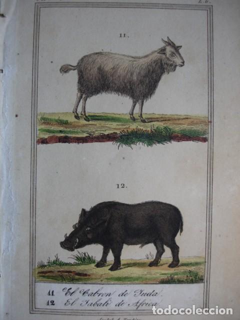 Arte: CABRON DE JUDA JABALI  ZOOLOGIA .COLOREADO A MANO . A&Ntilde;O 1848
