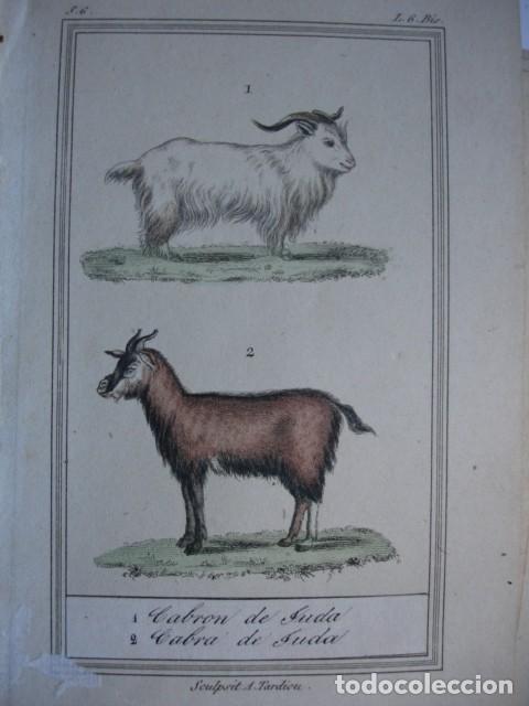 Arte: CABRON Y CABRA DE JUDA  ZOOLOGIA .COLOREADO A MANO . A&Ntilde;O 1848