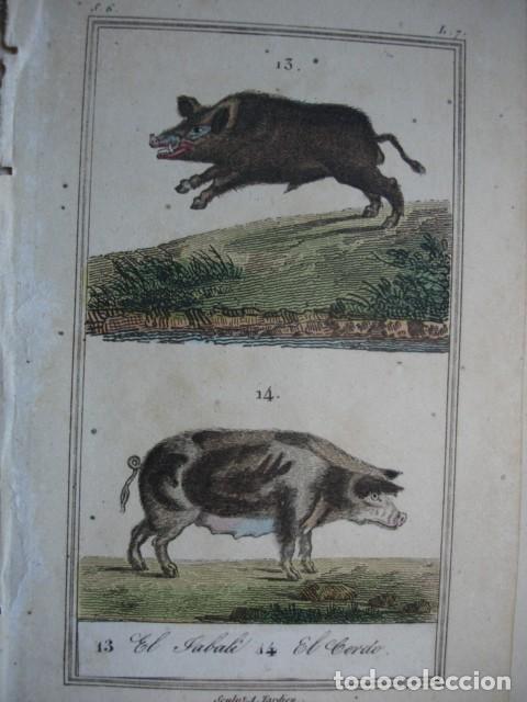 Art: JABALI CERDO ZOOLOGIA A&Ntilde;O 1848 COLOREADO A MANO