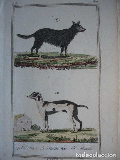 Arte: PERRO PASTOR MASTIN .ZOOLOGIA A&Ntilde;O 1848 COLOREADO A MANO