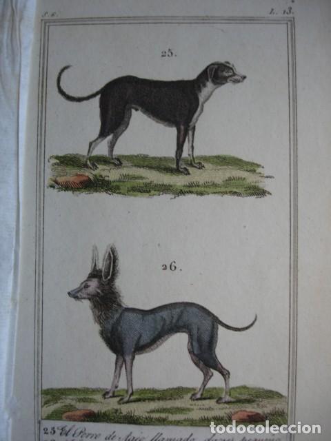 Arte: PERRO DE AGEO DANES PERRO CHINO O FALDERO .ZOOLOGIA A&Ntilde;O 1848 COLOREADO A MANO
